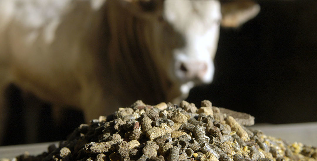 How-Animal-Feed-is-Made