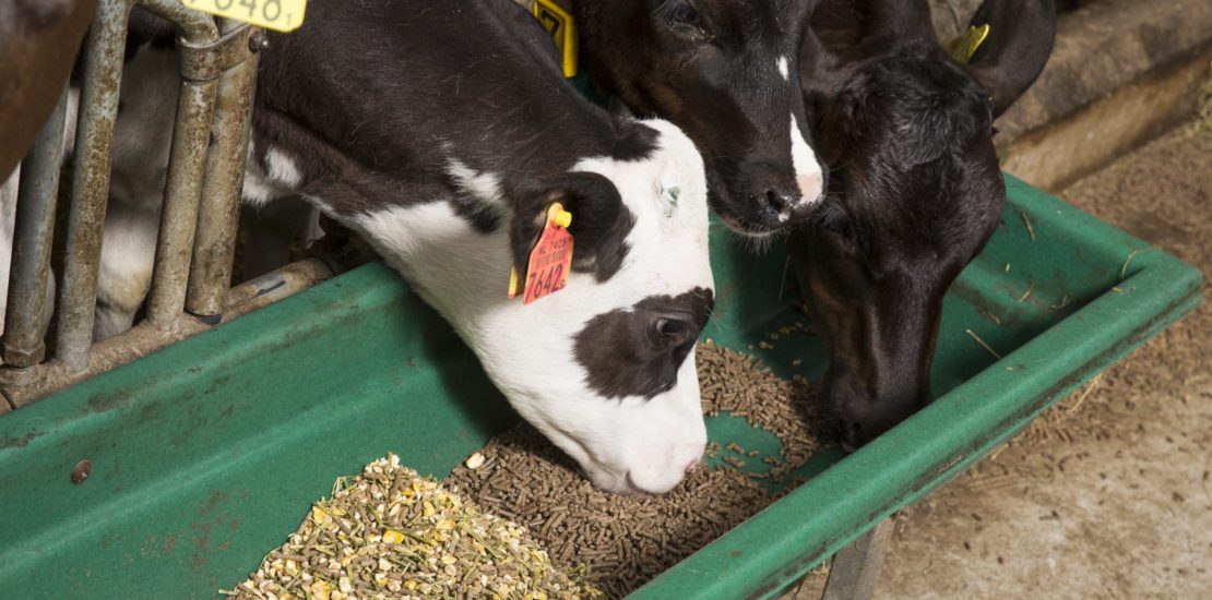 Top 10 Ingredients Used in Livestock Feed