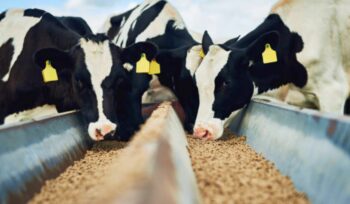 Nutritional Value in Animal Feed Ingredients ;What you must know