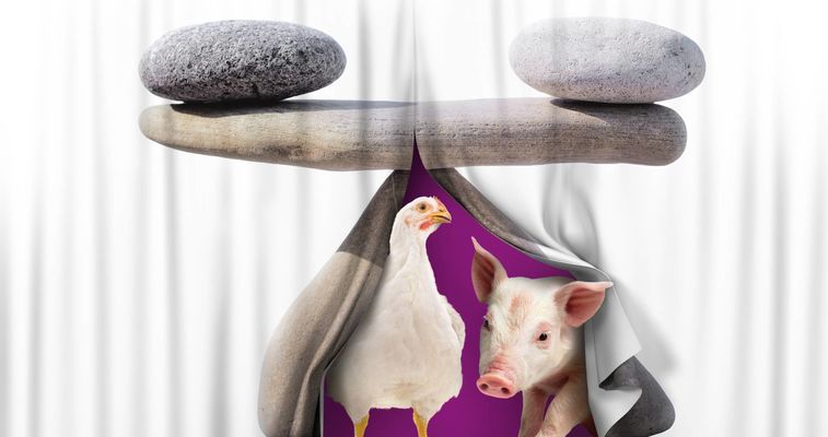 Functional Feed Additives