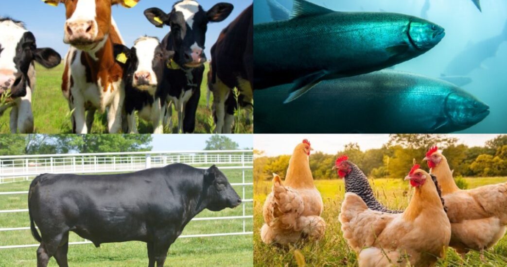 cows, chickens and fish in one pricture frame